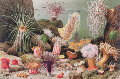 Anémone de mer, planche de Brehms Tierleben: Allgemeine Kunde des Tierreichs, vol.10, p.581, publié par Bibliographisches Institut, 1893 - German School