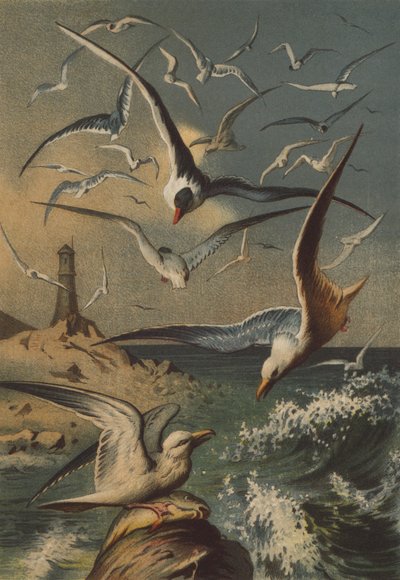 Mouettes - German School