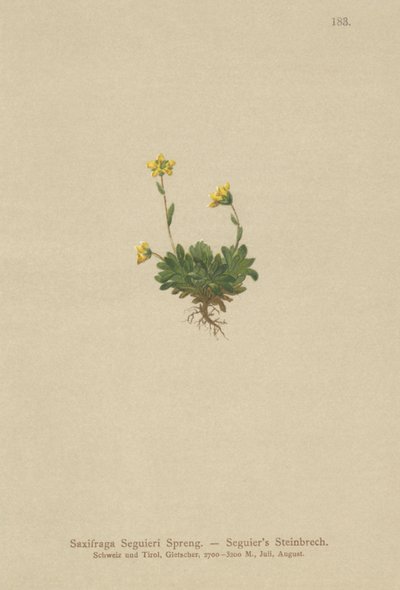 Saxifrage de Seguier (Saxifraga Seguieri) - German School
