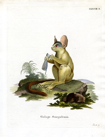 Galago du Sénégal - German School