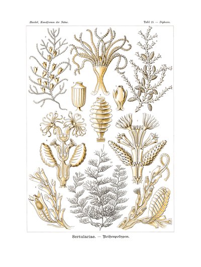 Sertulariae, 1899-1904 - German School