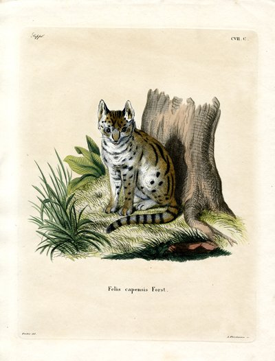 Serval - German School