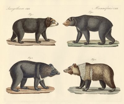 Plusieurs ours trouvés - German School