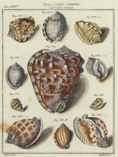 Coquillages - German School