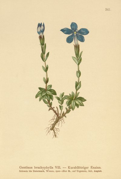Gentiane à feuilles courtes (Gentiana brachyphylla) - German School