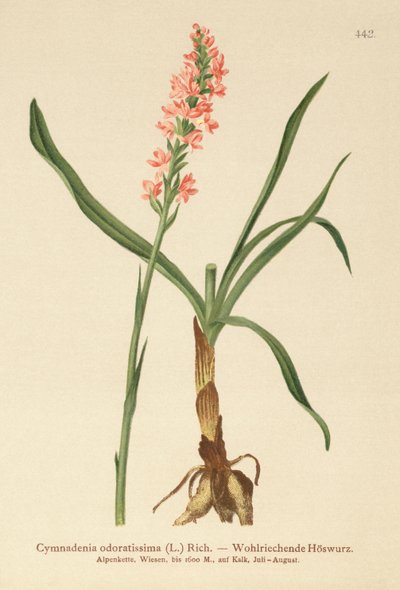 Orchis odorant à éperon court (Gymnadenia odoratissima) - German School