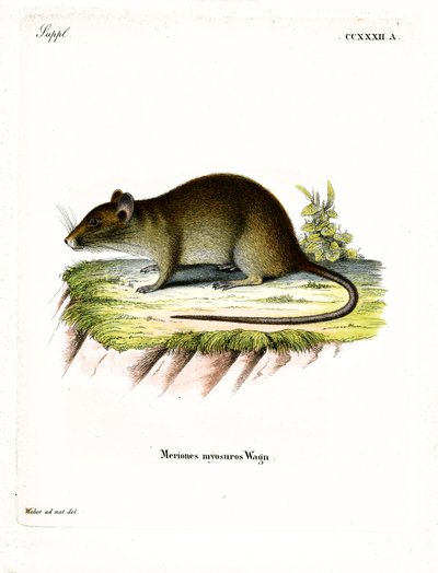Rat bandicoot à queue courte - German School