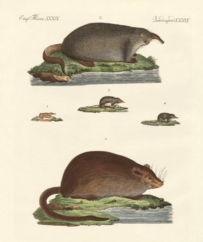 Musaraignes et souris musquées - German School