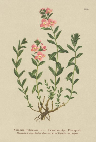 Véronique arbustive (Veronica fruticulosa, Veronica frutescens) - German School