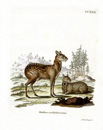 Cerf porte-musc de Sibérie - German School