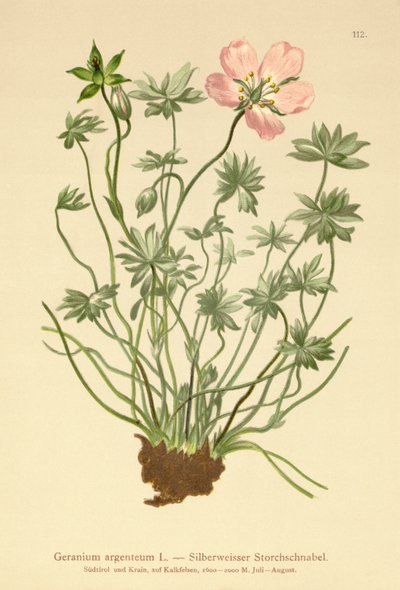 Géranium argenté (Geranium argenteum) - German School
