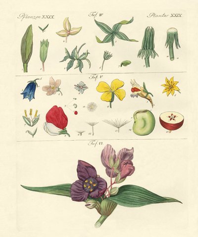 Parties de fleurs individuelles - German School