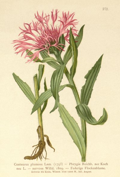 Centaurée à fleur unique - German School