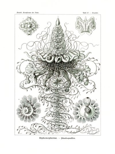 Siphonophorae, 1899-1904 - German School