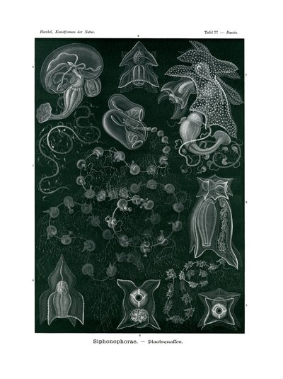 Siphonophorae - German School