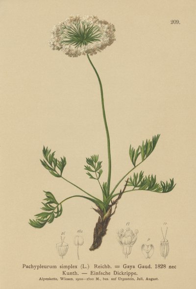 Petite livèche alpine (Pachypleurum mutellinoides, Pachypleurum simplex, Neogaya simplex, Gaya simplex, Ligusticum simplex) - German School