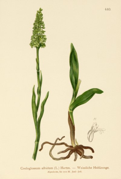 Petite orchis blanche (Satyrium albidum, Coeloglossum albidum, Leucorchis albida, Bicchia albida, Pseudorchis albida) - German School