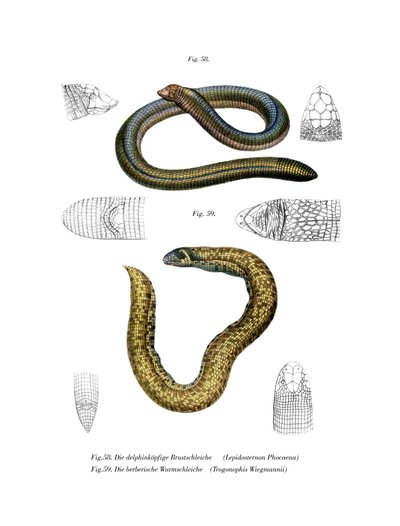 Lézard Ver à Petite Tête - German School