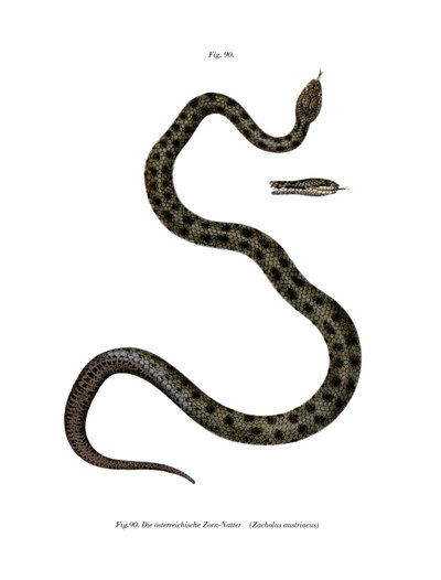 Serpent Lisse - German School