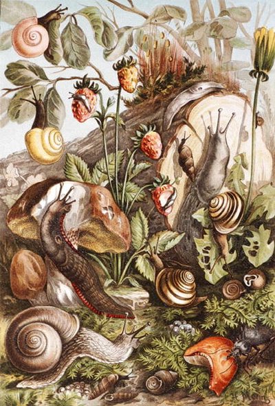 Escargots, planche de "Brehms Tierleben: Allgemeine Kunde des Tierreichs", vol.10, p.336, publié par Bibliographisches Institut - German School