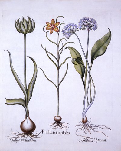 Fritillaire pintade, ail sauvage et tulipe, de Hortus Eystettensis, par Basil Besler, pub. 1613 - German School