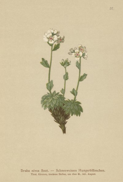 Drave nivea (Draba nivea) - German School