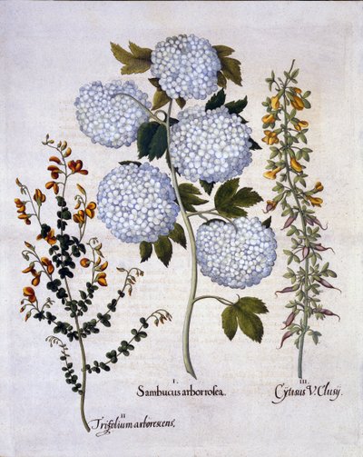 Snowball Viburnum, Garden Broom, Low-growing Alpine Broom, de Hortus Eystettensis, par Basil Besler, pub. 1613 - German School