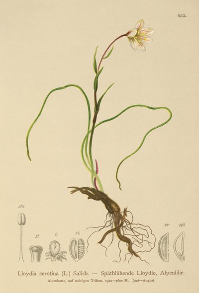 Lis de Snowdon (Lloydia serotina, Gagea serotina, Lloydia alpina, Lloydia striata) - German School
