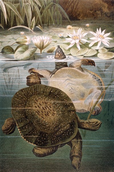 Tortue à carapace molle, planche de Brehms Tierleben: Allgemeine Kunde des Tierreichs, vol.7, p.621, publié par Bibliographisches Institut, 1892 - German School