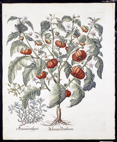 Solanum Pomiferum de Hortus Eystettensis par Basil Besler (1561-1629) publié en 1613 - German School