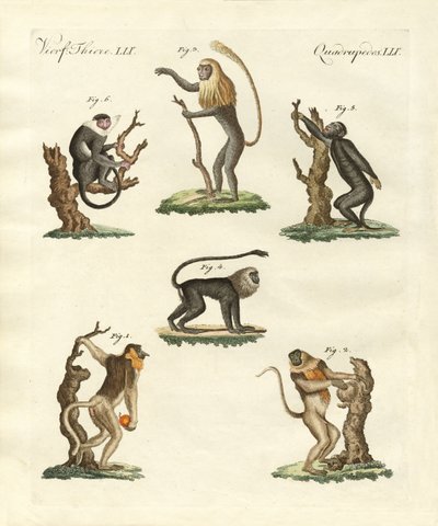 Quelques sortes de singes - German School