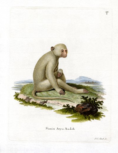Mangabey fuligineux - German School