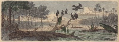 Amérique du Sud : estuaire en Guyane - German School