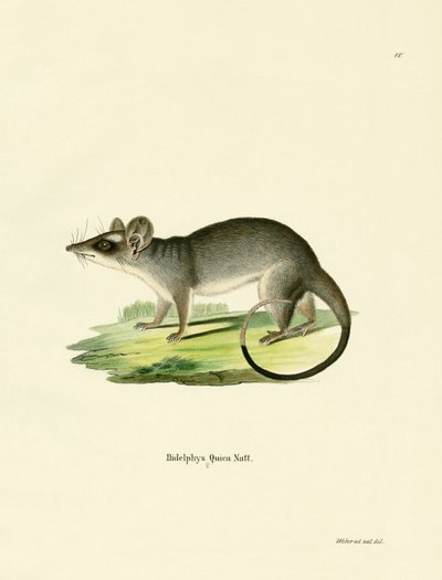 Opossum à quatre yeux du sud-est - German School