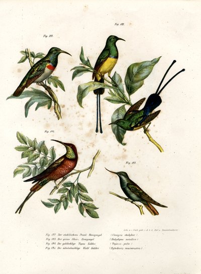 Souimanga à double collier, 1864 - German School