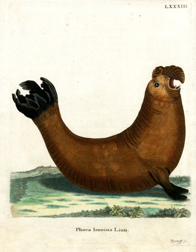 Éléphant de mer du Sud - German School
