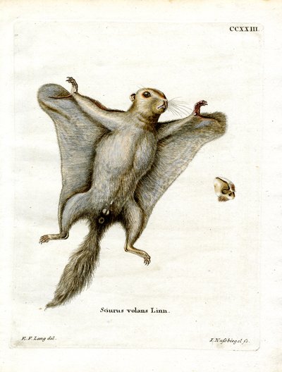 Écureuil volant du Sud - German School