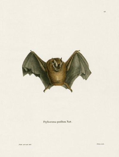 Petite Chauve-Souris Jaune Méridionale - German School