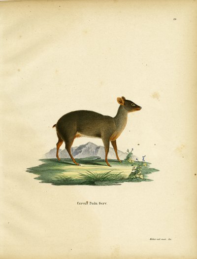 Pudu du Sud - German School