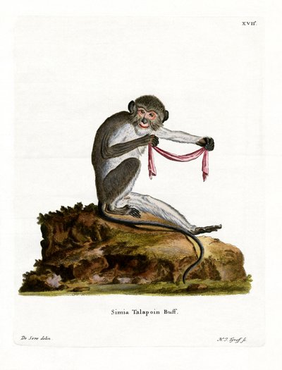 Talapoin du Sud - German School