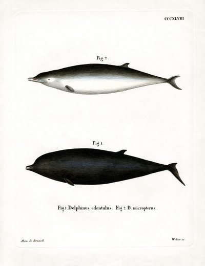 Baleine à bec de Sowerby - German School
