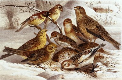 Moineaux, planche de "Brehms Tierleben : Connaissance générale du règne animal", vol 4, p. 335, publié par Bibliographisches Institut - German School