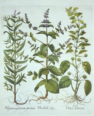 Menthe verte, ortie romaine et menthe chevaline à feuilles longues, de Hortus Eystettensis, par Basil Besler (1561-1629), pub. 1613 - German School