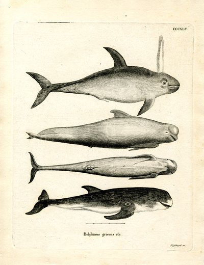 Espèces de Dauphins - German School