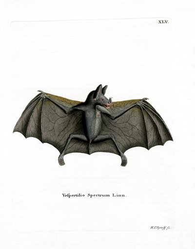 Chauve-souris spectrale - German School