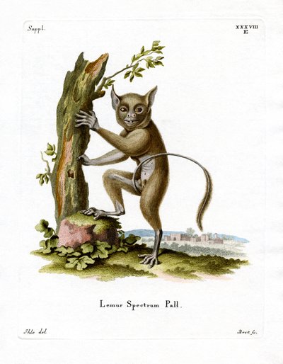 Tarsier spectral - German School