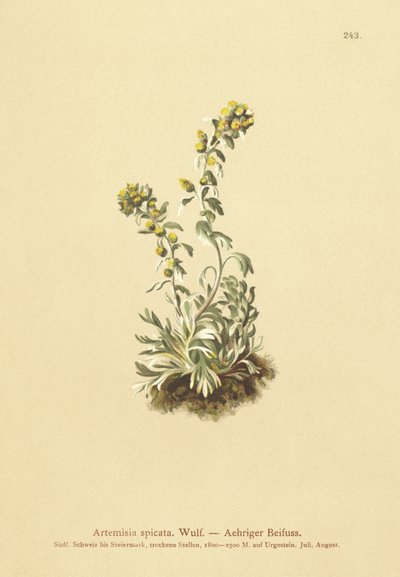 Armoise épineuse (Artemisia spicata, Artemisia bocconei, Artemisia genipi) - German School