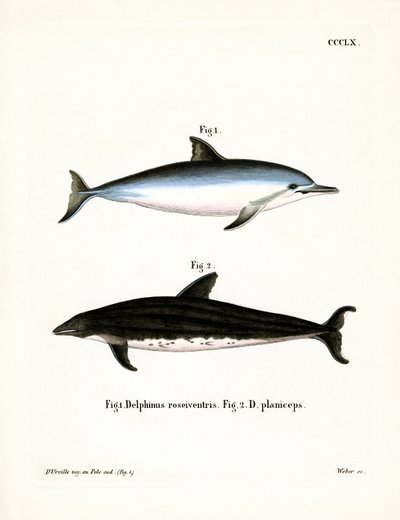 Dauphin à long bec - German School