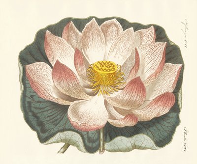 Fleurs splendides - German School