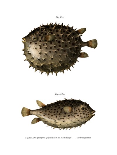 Poisson-ballon à nageoires tachetées - German School
